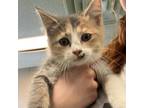 Adopt Blueberry a Calico or Dilute Calico Domestic Shorthair / Mixed cat in
