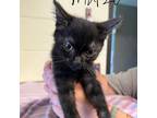 Adopt Matzo a All Black Domestic Shorthair / Mixed cat in South Haven