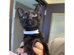Adopt Friday a All Black Domestic Shorthair / Mixed cat in South Haven