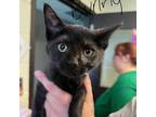 Adopt Bunny a All Black Domestic Shorthair / Mixed cat in South Haven