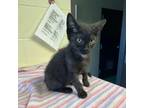 Adopt Cadbury a All Black Domestic Shorthair / Mixed cat in South Haven
