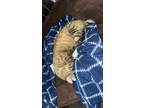 Adopt Apollo a Brown Tabby Tabby / Mixed (medium coat) cat in Flagstaff