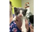 Adopt Elijah a Gray or Blue Domestic Mediumhair / Domestic Shorthair / Mixed cat