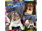 Adopt Sapphire a Tricolor (Tan/Brown & Black & White) Dachshund / Rat Terrier /