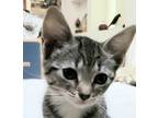 Adopt Kimmy a Gray, Blue or Silver Tabby Domestic Shorthair (short coat) cat in