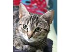 Adopt Josie a Gray, Blue or Silver Tabby Domestic Shorthair (short coat) cat in