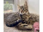 Adopt Mouse a Brown Tabby Domestic Shorthair (short coat) cat in Ashland