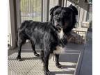Adopt Luna a Black Collie / Mixed dog in Cincinnati, OH (38788272)