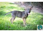 Adopt Sierra a Brown/Chocolate Mixed Breed (Medium) / Mixed dog in Walterboro