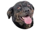 Adopt Julieta a Black - with Brown, Red, Golden, Orange or Chestnut Cattle Dog /