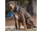 Adopt Levi a Brown/Chocolate Catahoula Leopard Dog / Mixed dog in Peachtree