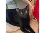 Adopt Orien a All Black Domestic Shorthair / Domestic Shorthair / Mixed cat in