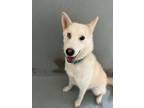 Adopt Glacier a White - with Tan, Yellow or Fawn Husky / Mixed dog in Chico