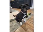 Adopt Shirely Partridge a Black - with White Labrador Retriever / Mixed dog in