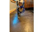 Adopt Sandy a Gray, Blue or Silver Tabby Domestic Shorthair (short coat) cat in