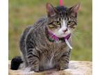 Adopt Trish a Brown Tabby American Shorthair (short coat) cat in Ocean Springs