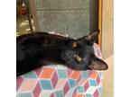 Adopt Nebula a All Black Domestic Shorthair / Domestic Shorthair / Mixed cat in