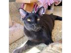 Adopt Sirius a All Black Domestic Shorthair / Domestic Shorthair / Mixed cat in