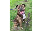 Adopt Ace a Brindle American Pit Bull Terrier / Mixed dog in Homewood