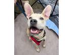 Adopt Rocco a Tan/Yellow/Fawn - with White Pit Bull Terrier / Mixed Breed