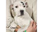 Adopt Chepito a Boxer / Hound (Unknown Type) / Mixed dog in El Dorado