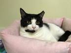 Adopt Minnie a Domestic Shorthair / Mixed (short coat) cat in Meriden