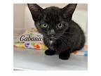 Adopt Gabana a Black (Mostly) Domestic Mediumhair (medium coat) cat in