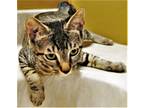 Adopt Pavlov a Brown Tabby Domestic Shorthair (short coat) cat in Lombard