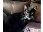Adopt Hasil a Black (Mostly) Domestic Mediumhair (medium coat) cat in