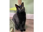Adopt Atlas a All Black American Shorthair (medium coat) cat in Lauderhill