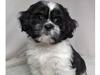 Cava-Tzu PUPPY FOR SALE ADN-782081 - Shipping is easy