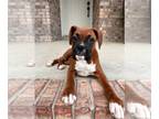 Boxer PUPPY FOR SALE ADN-782112 - Boxer Puppy