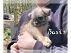 Brussels Griffon PUPPY FOR SALE ADN-782117 - Brussels Griffons Rough Coats