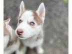 Siberian Husky PUPPY FOR SALE ADN-782126 - Siberian Husky