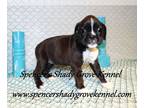 Boxer PUPPY FOR SALE ADN-782128 - Adorable AKC registered Boxer puppies