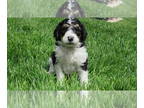 Bernedoodle PUPPY FOR SALE ADN-782129 - GIRL 8 MATILDA