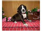 Boxer PUPPY FOR SALE ADN-782131 - AKC registered female Boxer puppies