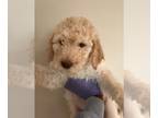 Goldendoodle PUPPY FOR SALE ADN-782140 - Chocolate Goldendoodles