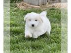 Coton de Tulear PUPPY FOR SALE ADN-782143 - Firebird Cotons 1 Female AKC