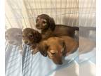 Dachshund PUPPY FOR SALE ADN-782147 - Miniature long haired dachshund