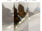 Dachshund PUPPY FOR SALE ADN-782147 - Miniature long haired dachshund