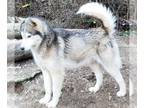 Siberian Husky PUPPY FOR SALE ADN-782148 - Hank