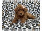 Poodle (Toy) PUPPY FOR SALE ADN-782173 - Tulip