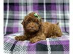 Cavapoo PUPPY FOR SALE ADN-782178 - Faith