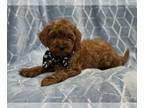 Cavapoo PUPPY FOR SALE ADN-782179 - Spud