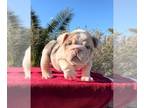 Bulldog PUPPY FOR SALE ADN-782186 - Lilac Tri Merle Female