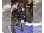 Cane Corso PUPPY FOR SALE ADN-782188 - Cane Corso Puppies For Sale