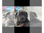Cane Corso PUPPY FOR SALE ADN-782188 - Cane Corso Puppies For Sale