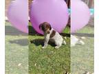 German Shorthaired Pointer PUPPY FOR SALE ADN-782189 - GSP