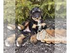 Bernedoodle (Miniature) PUPPY FOR SALE ADN-782194 - Snickers